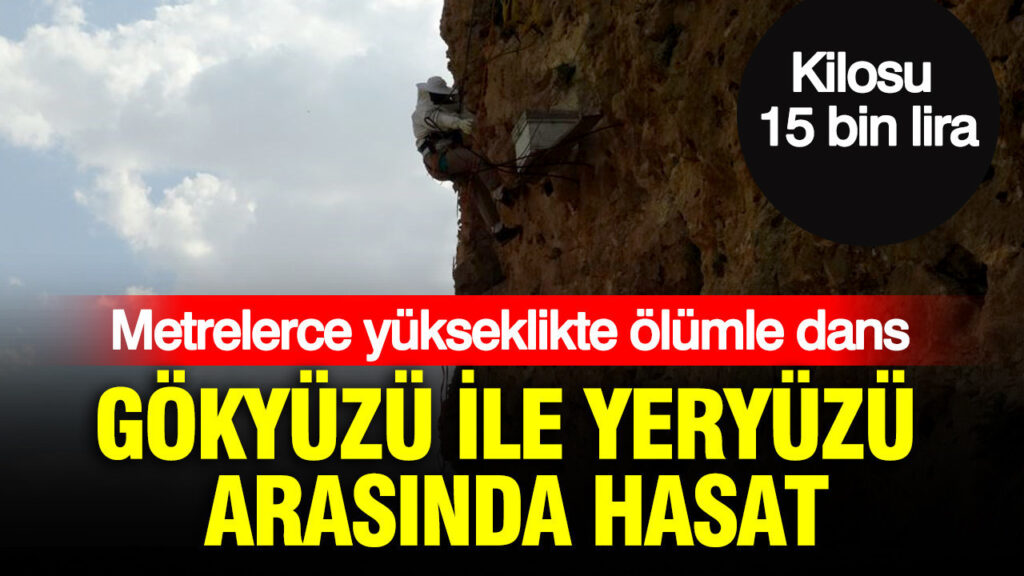 Gökyüzü ile yeryüzü arasında hasat başladı: Kilosu 15 bin liradan satılıyor